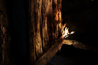 نماهنگ | درخت جوان