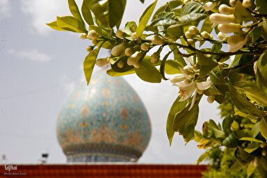 نماهنگ | کاشف‌الغم دل من نیز کمی غم دارد