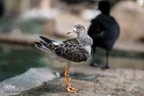 باغی برای پرندگان